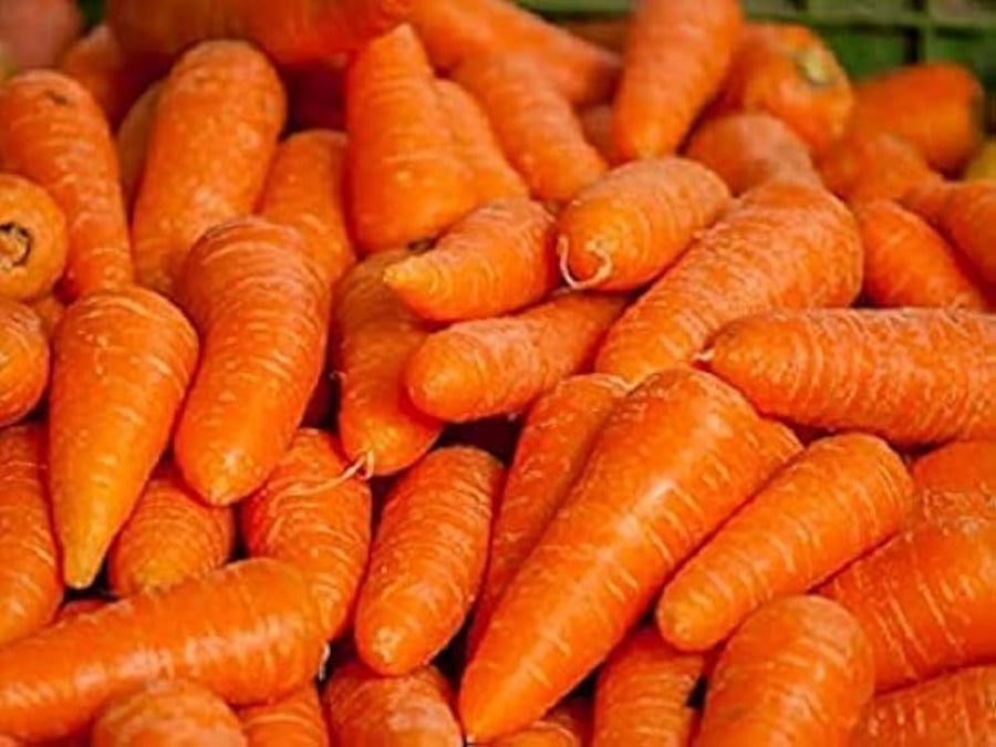 Tendersweet Carrot – Daucus carota – fresh vegetable garden planting