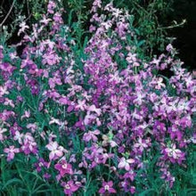 Annual Night Stock Purple Matthiola Bicornis Seeds for gardeners building out beds and borders