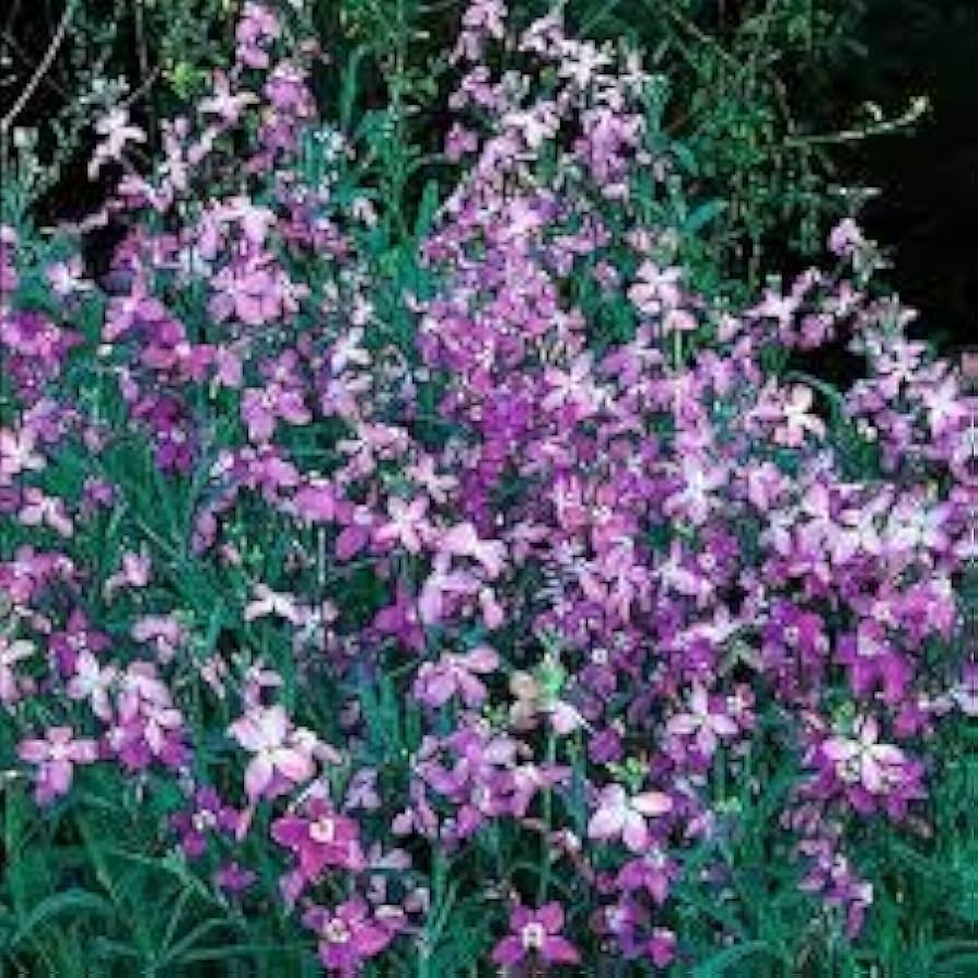Annual Night Stock Purple Matthiola Bicornis Seeds for gardeners building out beds and borders