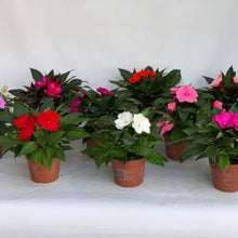 Scarlet Impatiens Seeds (Impatiens walleriana) for a bright addition to the Shade Garden