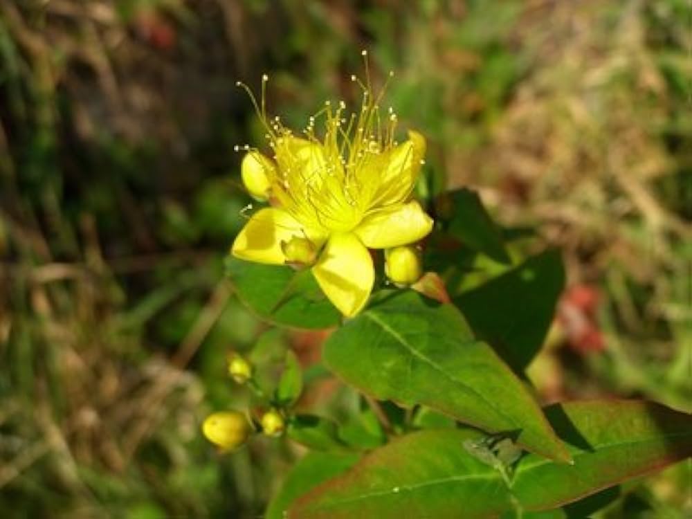 Johanniskraut Seeds for reliable seasonal color