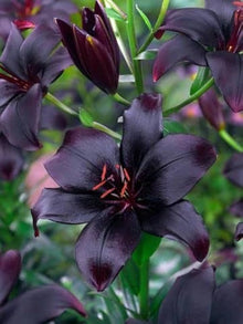 Black Lily Seeds for growers seeking a long-blooming display