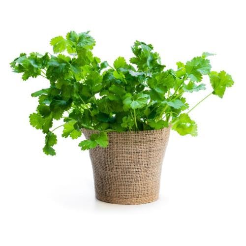 Green Cilantro Plants for cooks growing their own fresh herbs