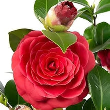 Camellia Seeds for a lasting display in the Red Garden