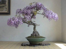 Chinese Blue Wisteria Bonsai Seeds for long-term planting in the yard