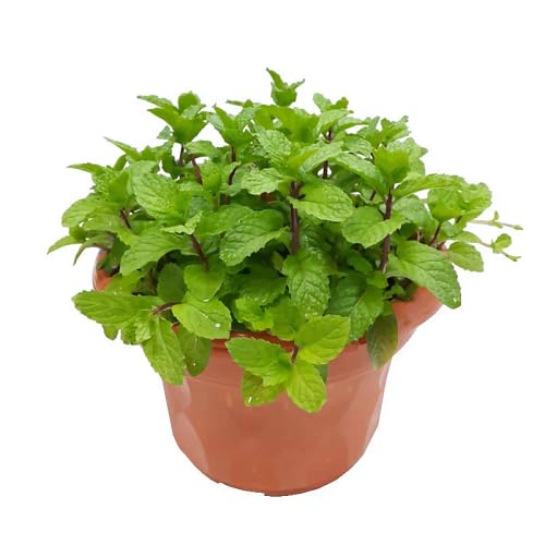Organic Mint Plants for cooks growing their own fresh herbs
