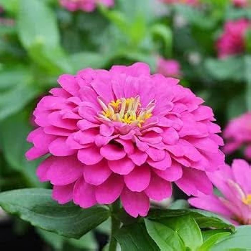 Zinnia Zinnia elegans for planting in flower bed.