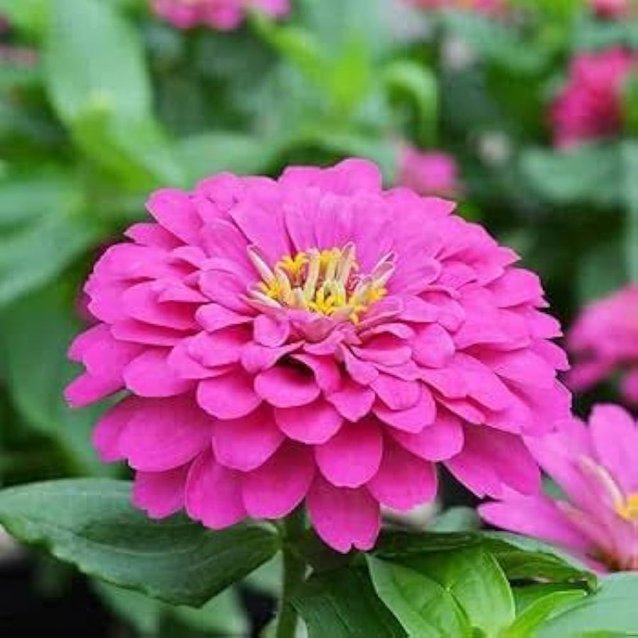 Zinnia Zinnia elegans for planting in flower bed.