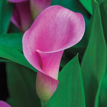 Calla Lily Seeds for a lasting display in the Home Garden & Flower Bed