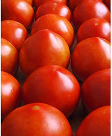 NOVA Tomato Seeds prized among growers for rich Flavor