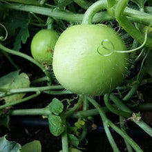 Round Calabasita Melon Seeds (Cucurbita pepo) for a reliable harvest in the Vegetable Patch