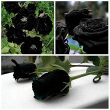 Light Yellow Black Rose Seeds for reliable seasonal color