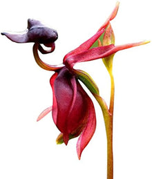 Flying Duck Orchid Seeds (Caleana major) for colorful blooms in the Orchid Garden