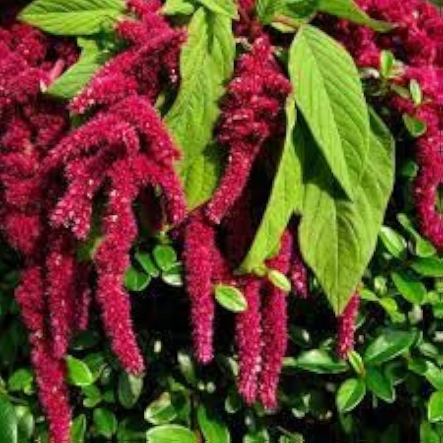 Amaranthus hypochondriacus seeds for flower bed and urban garden