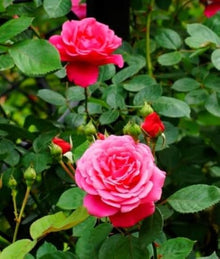 Climbing Rose Seeds (Rosa spp.) for climbing cover in the Flower Bed & Home Garden