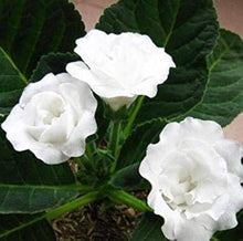 Gloxinia Seeds for colorful blooms in the Flower Bed & Indoor Garden