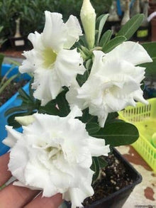 Desert Rose Adenium Obesum White King Parfum Seeds for seasonal color across the home garden flower bed