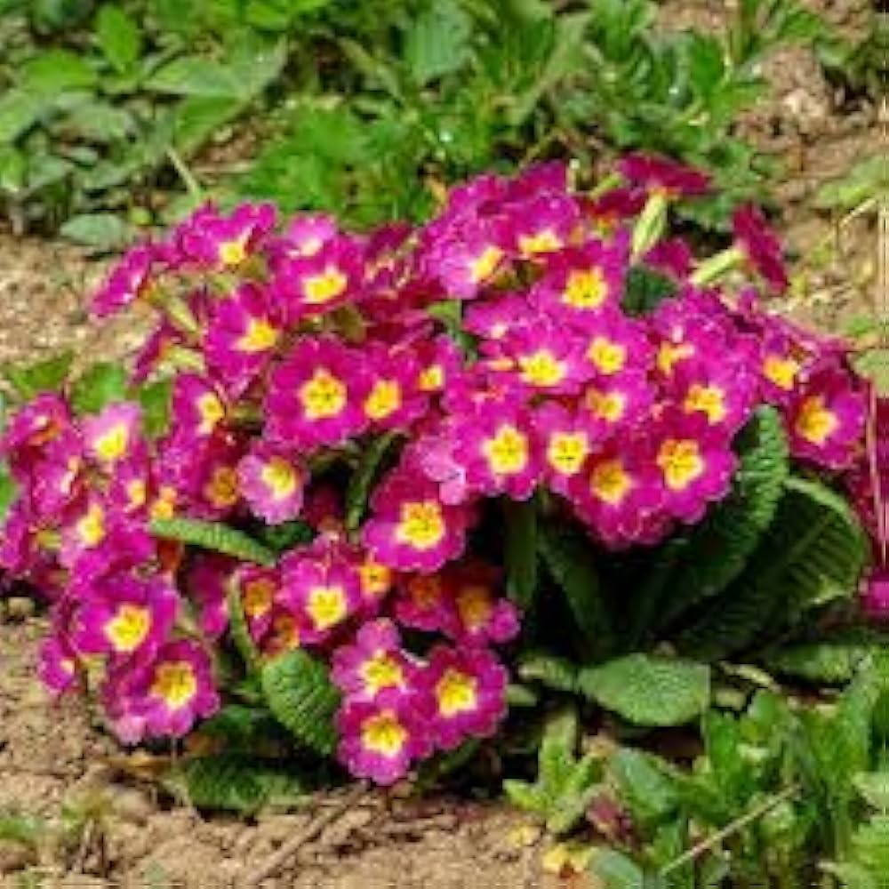 Primrose Oenothera speciosa Pink flower seeds for planting in perennial home garden beds - for planting in home garden