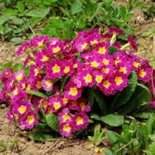 Mini Europe Primrose Seeds for seasonal color across the Bright, Small Garden Blooms
