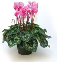 Cyclamen Cyclamen Persicum Rabbit Ear Seeds for seasonal color across the Indoor Shaded Garden Spaces