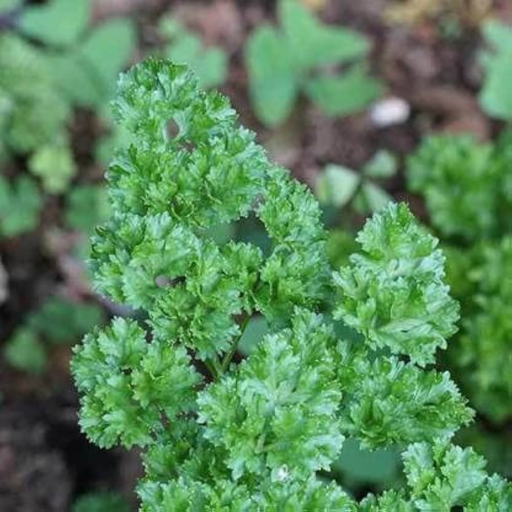 Parsley Plants for cooks growing their own fresh herbs