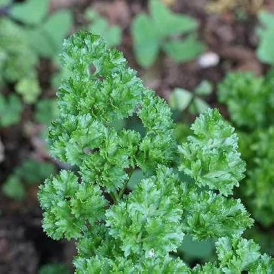 Parsley Seeds