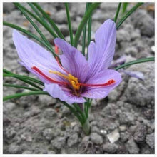 Saffron Seeds grown for gourmet Spice Harvest
