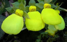 Gold Pocketbook Flower Calceolaria herbeohybrida ornamental flower seeds for planting in container gardens