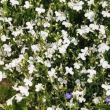 Lobelia Seeds for a colorful addition to any planting