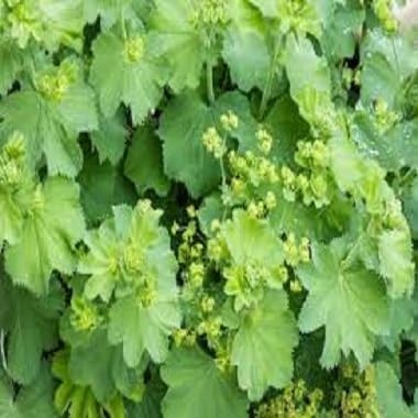 Green coat Seeds for reliable seasonal color