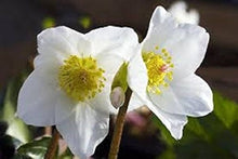 Helleborus Lenten Rose Seeds for growers seeking a long-blooming display