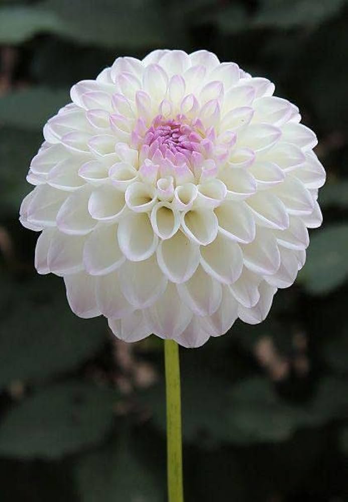 Dalia white flower seeds