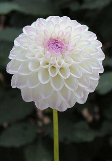 Dalia white flower seeds