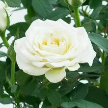 Rose Seeds for growers filling out the Light Green Garden