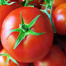 Meister II Tomato Seeds (Solanum lycopersicum) for growers stocking the high-yield garden tomato cultivation