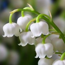 Lily of the Valley Flower Seeds  Fragrant Perennial Garden Plant Garden Plant Seeds