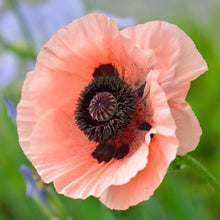 Blooming Poppy Seeds for gardeners building out beds and borders