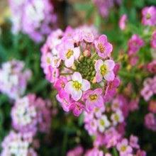Alyssum Lobularia Maritima Dwarf Pink Sweet Herb Seeds for a lasting display in the Pollinator Gardens