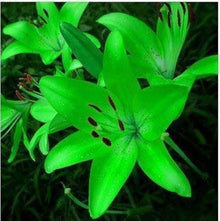 Blue Heart Lily Seeds for a bright addition to the Flower Bed & Home Garden