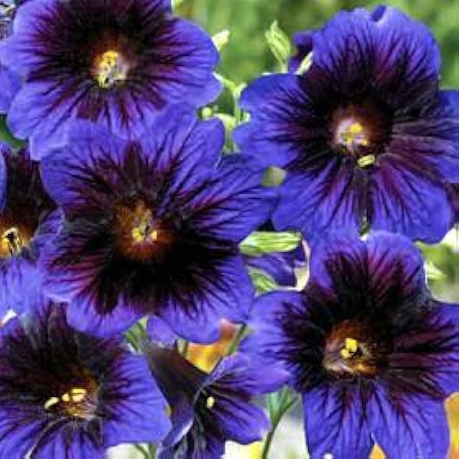 Salpiglossis Salpiglossis Sinuata Velvety Kew Blue Flower Seeds for Planting – Unique Ornamental Blooms for Garden Beds