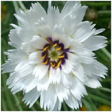 Cupid's Dart Seeds for growers filling out the Garden