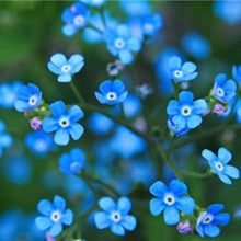 Forget-Me-Not Seeds (Myosotis spp.) for a lasting display in the home garden borders