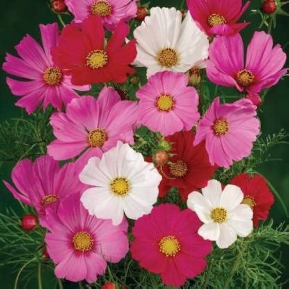 Cosmos Sensation Mix Flower - for planting in home garden