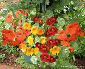 Nasturtium (Tropaeolum majus) climbing seeds for planting in home garden