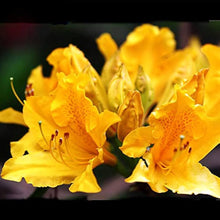Azalea Seeds for growers seeking a long-blooming display