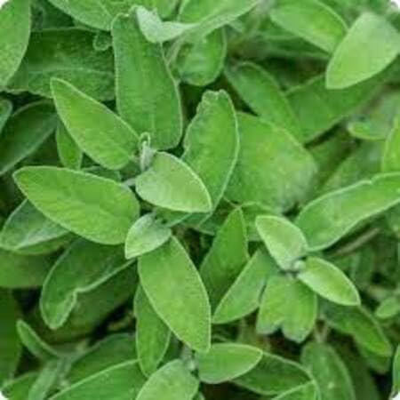 Organic Sage Plants for cooks growing their own fresh herbs