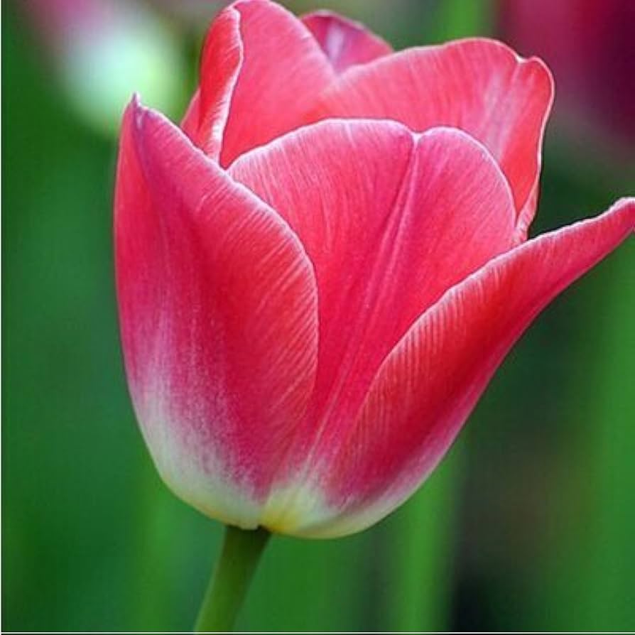 Rainbow tulip flower Tulipa spp. seeds for planting in backyard gardening or balcony pots
