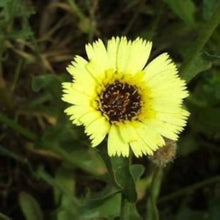 Tolpis Umbrella Milkwort Seeds (Tolpis barbata) for a bright addition to the Flower Bed & Drought-Tolerant Garden