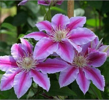Clematis Josephine Seeds for reliable seasonal color