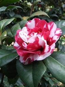 Camellia Seeds for growers filling out the White Garden